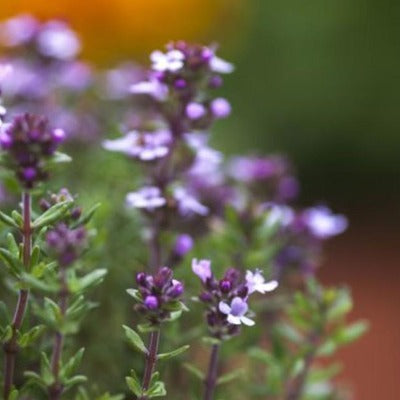 thyme tincture