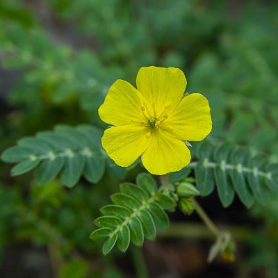 tribulus tincture