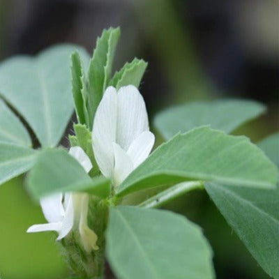 fenugreek tincture Apotheka Herbal