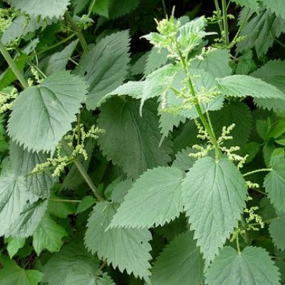 nettle seed tincture