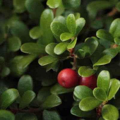 uva ursi tincture Apotheka Herbal