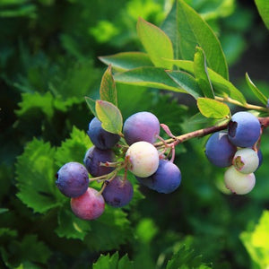 bilberry tincture
