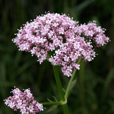 Valerian plant (Valeriana officinalis) used for Apotheka Herbal valerian tincture Apotheka Herbal
