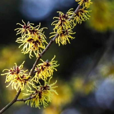 witch hazel tincture