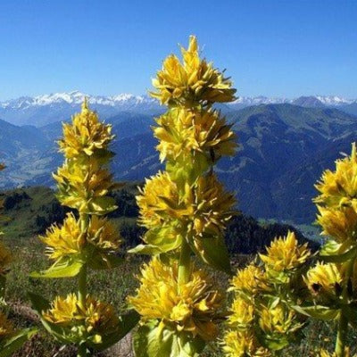 gentian tincture