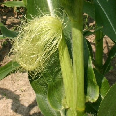 cornsilk tincture Apotheka Herbal